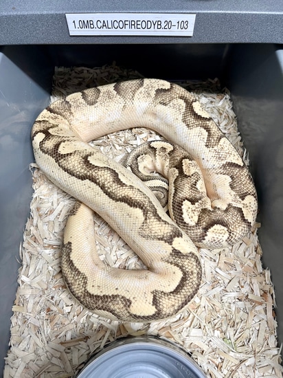 Calico Garden Fase Python Calico OD Fire Yb Ball Python by Planet Python