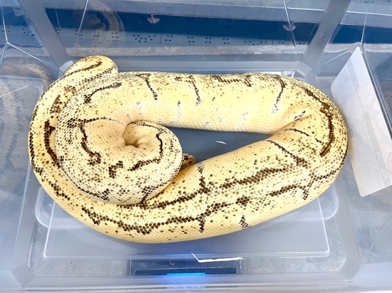 Enchi Fire Pinstripe Ball Python by Planet Python
