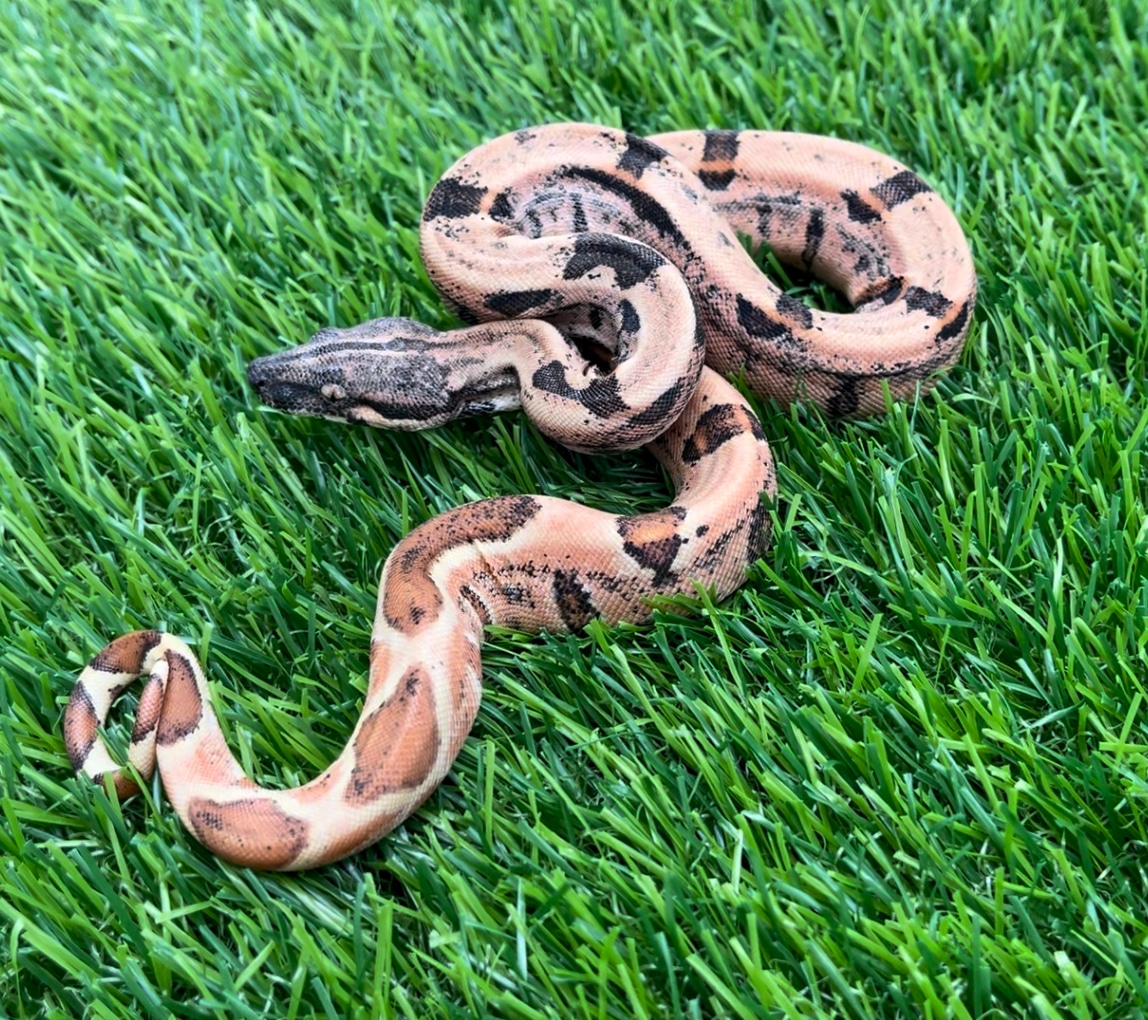 Poss Super Hypo IMG Jungle Het Moonglow Boa Constrictor by Bold City