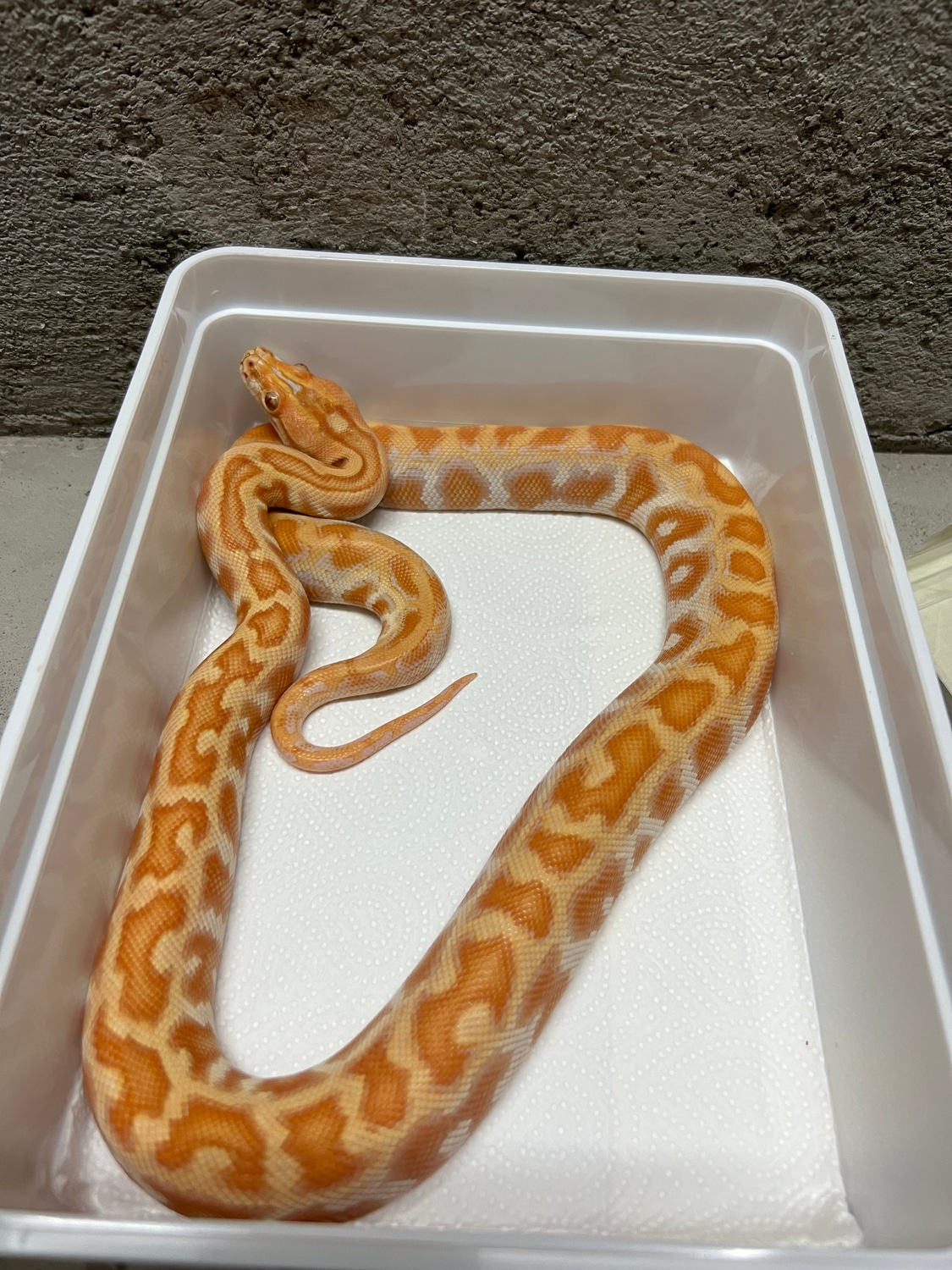 Champagne Albino Burmese Python by Palatinate Reptiles - MorphMarket