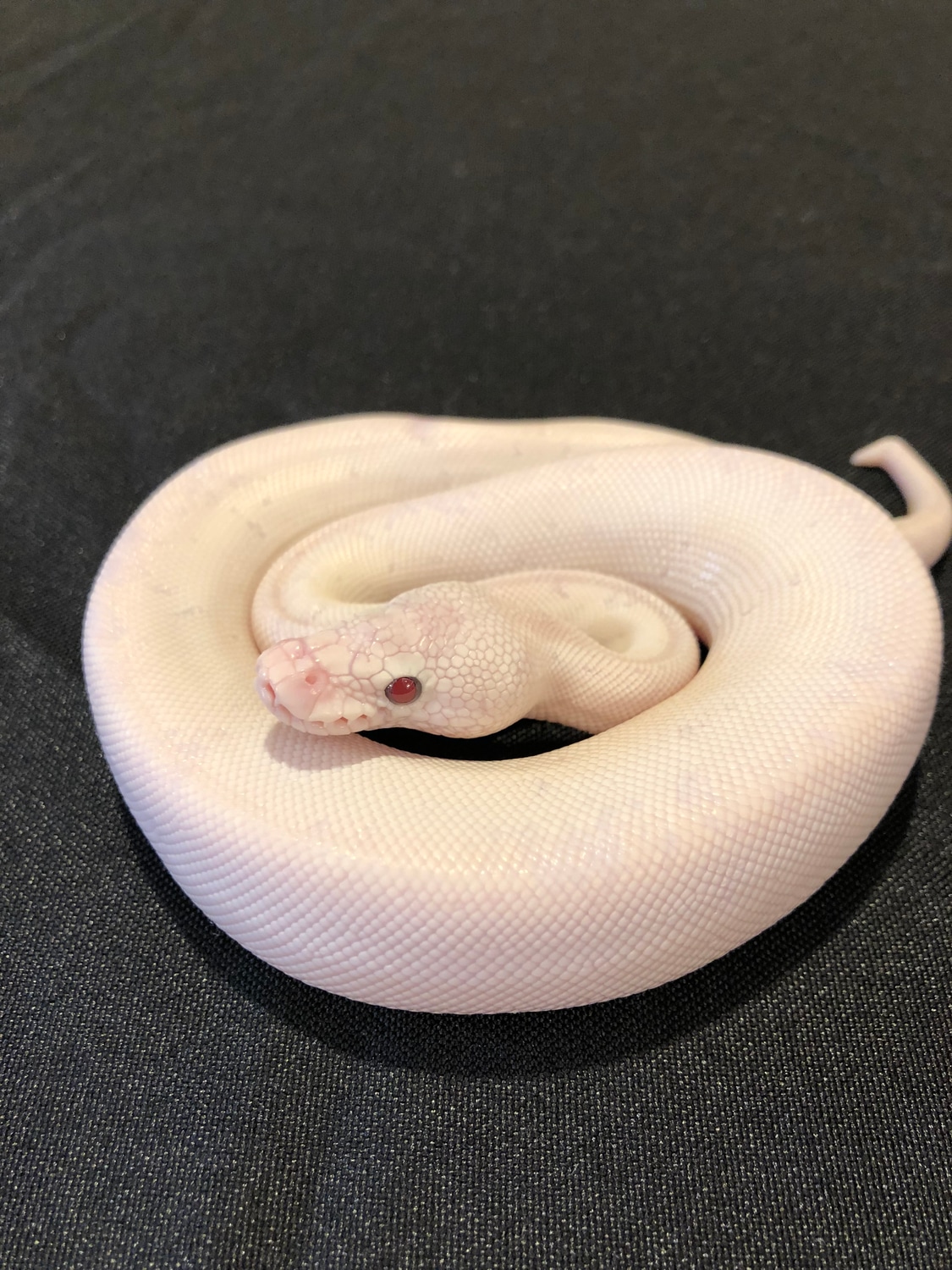 Super Lesser Ball Python by Schumann & Sons Pythons - MorphMarket
