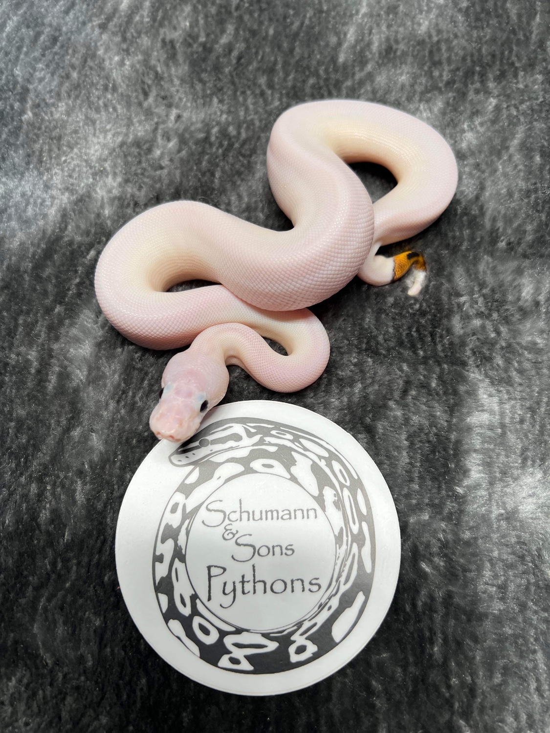 Special Piebald Ball Python by Schumann & Sons Pythons MorphMarket