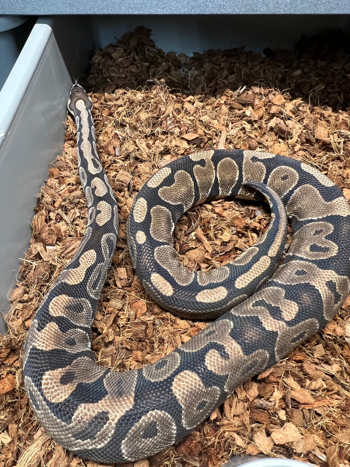 Scaleless Head Ball Python by Schumann & Sons Pythons - MorphMarket