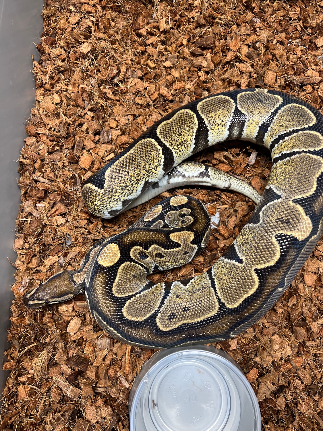 Normal Possible Het Pied Ball Python by Schumann & Sons Pythons ...