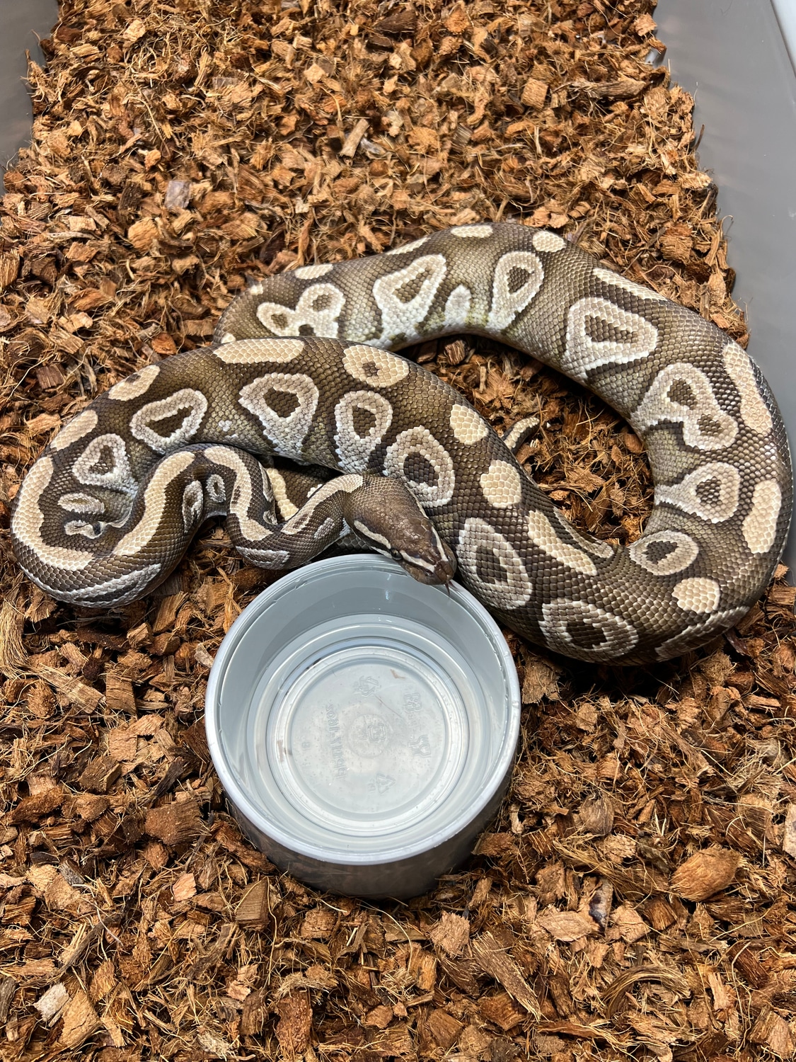 Mojave Ball Python by Schumann & Sons Pythons - MorphMarket