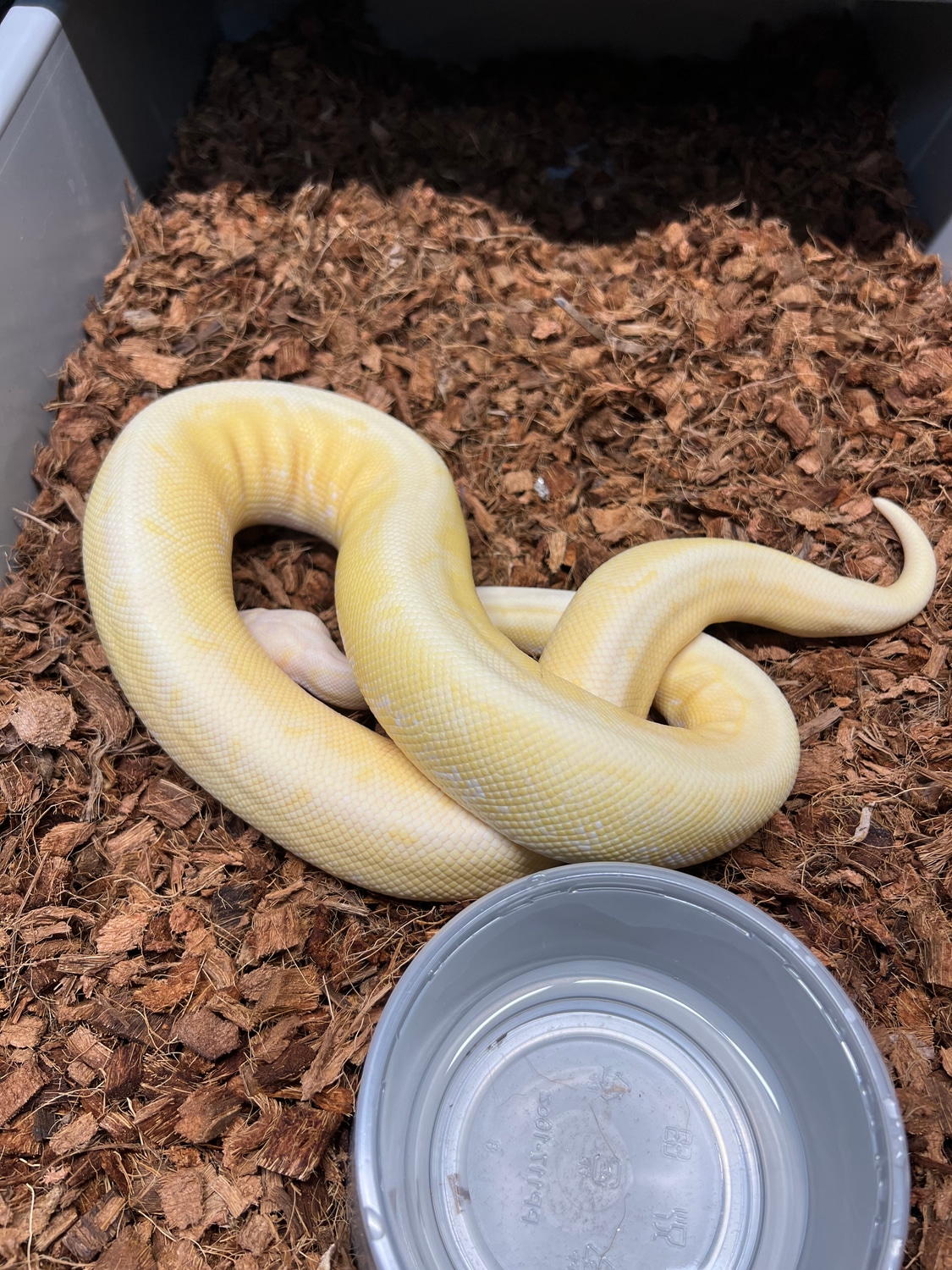 Albino Spinnerblast Ball Python by Schumann & Sons Pythons - MorphMarket