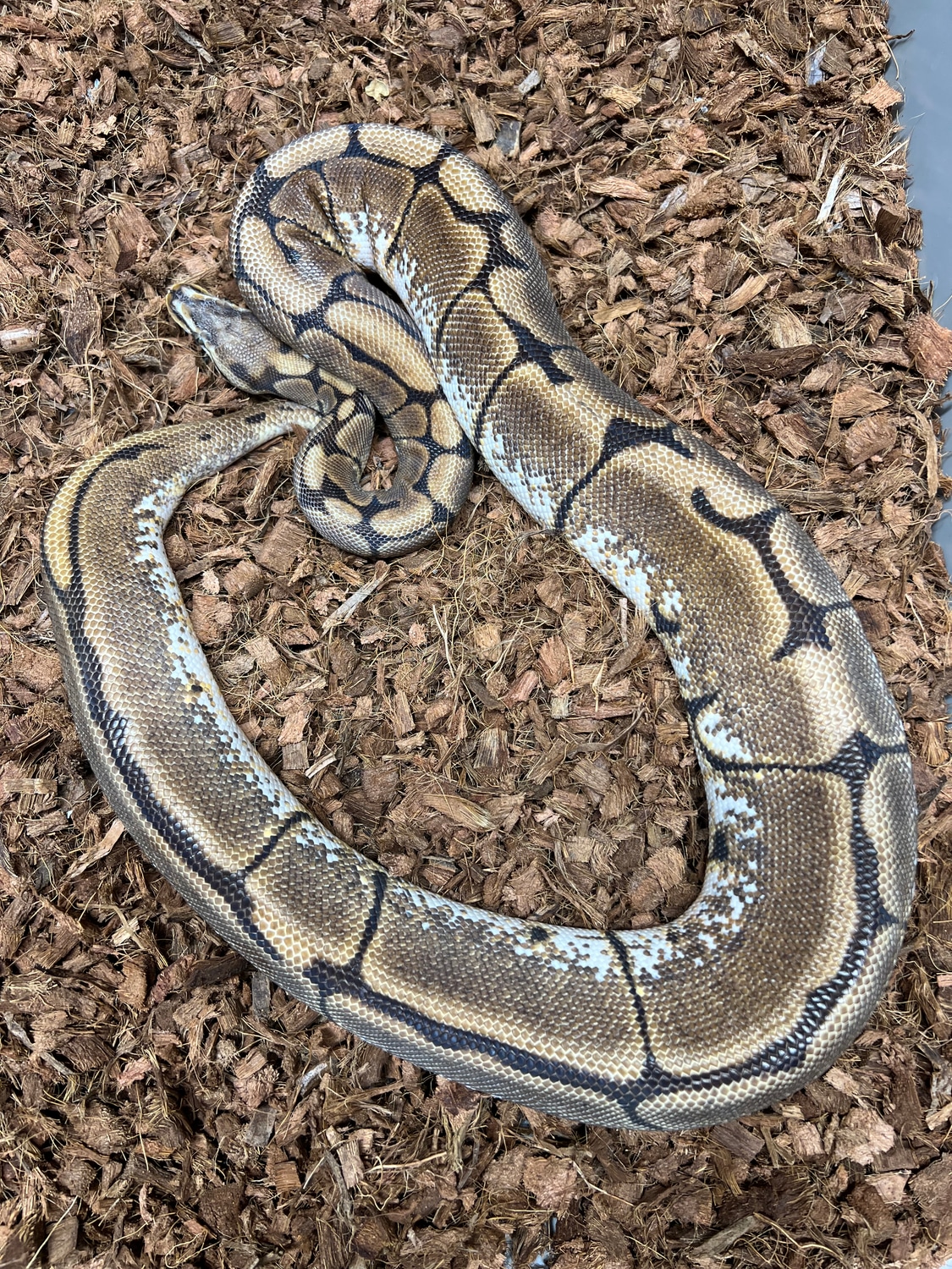 Scaleless Head Spider Ball Python by Schumann & Sons Pythons - MorphMarket