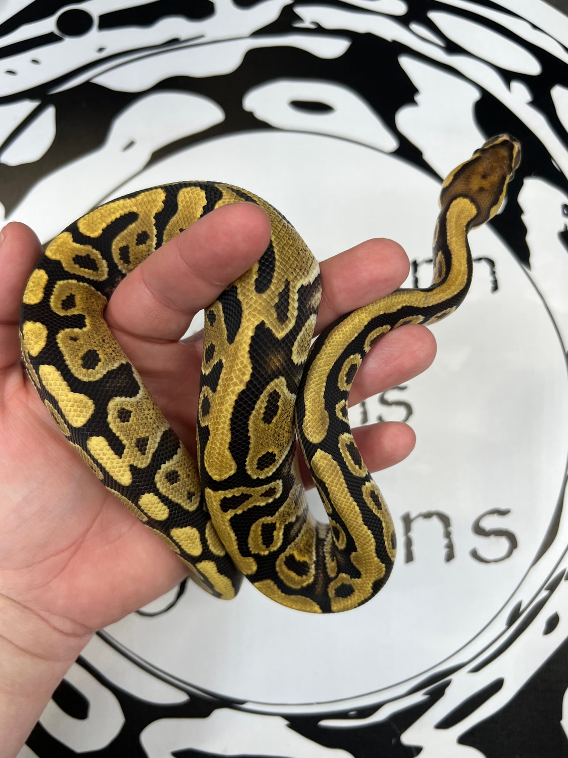 Fire Het Clown Ball Python by Schumann & Sons Pythons - MorphMarket