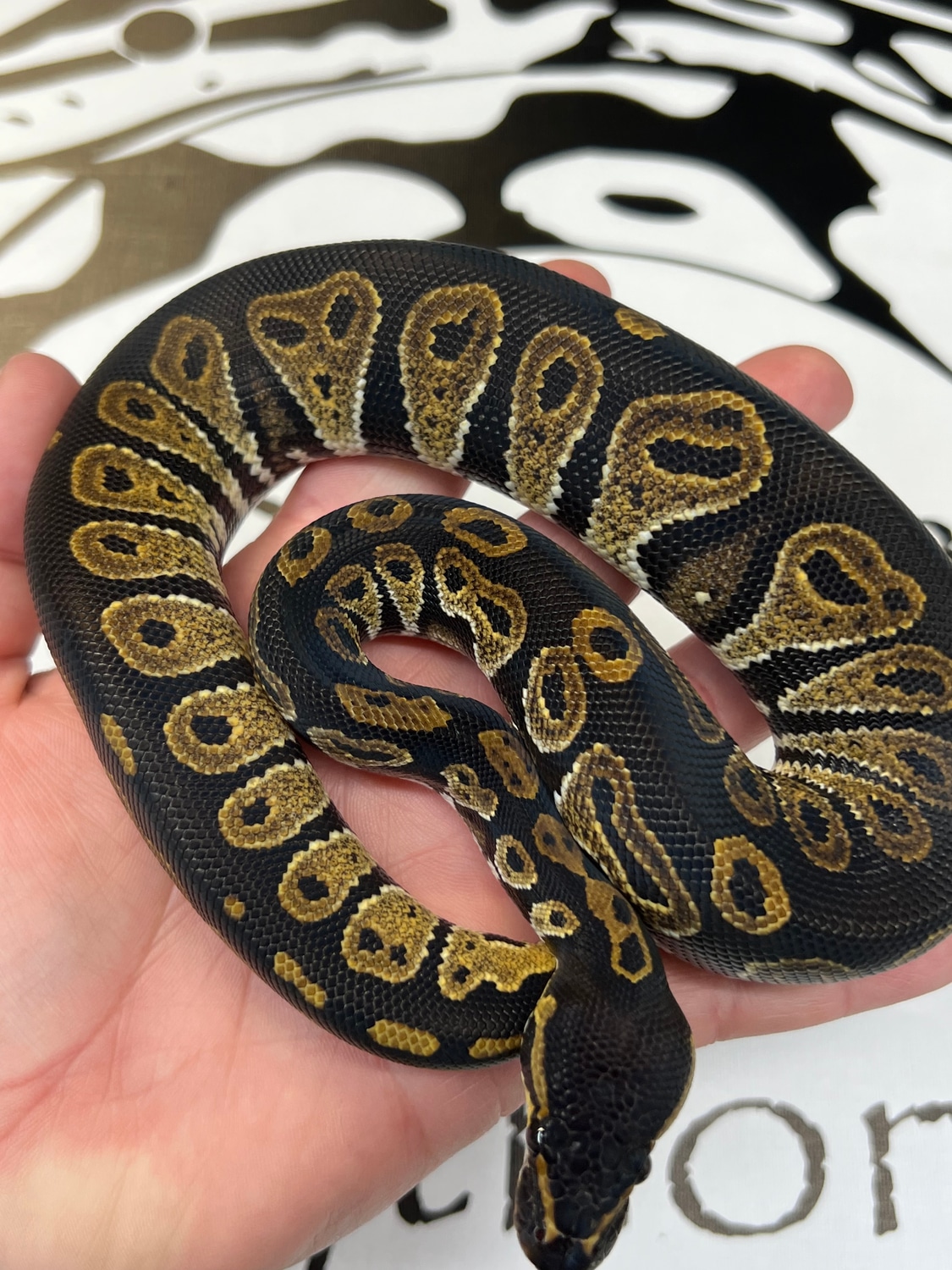 Blackhead HRA Ball Python by Schumann & Sons Pythons MorphMarket