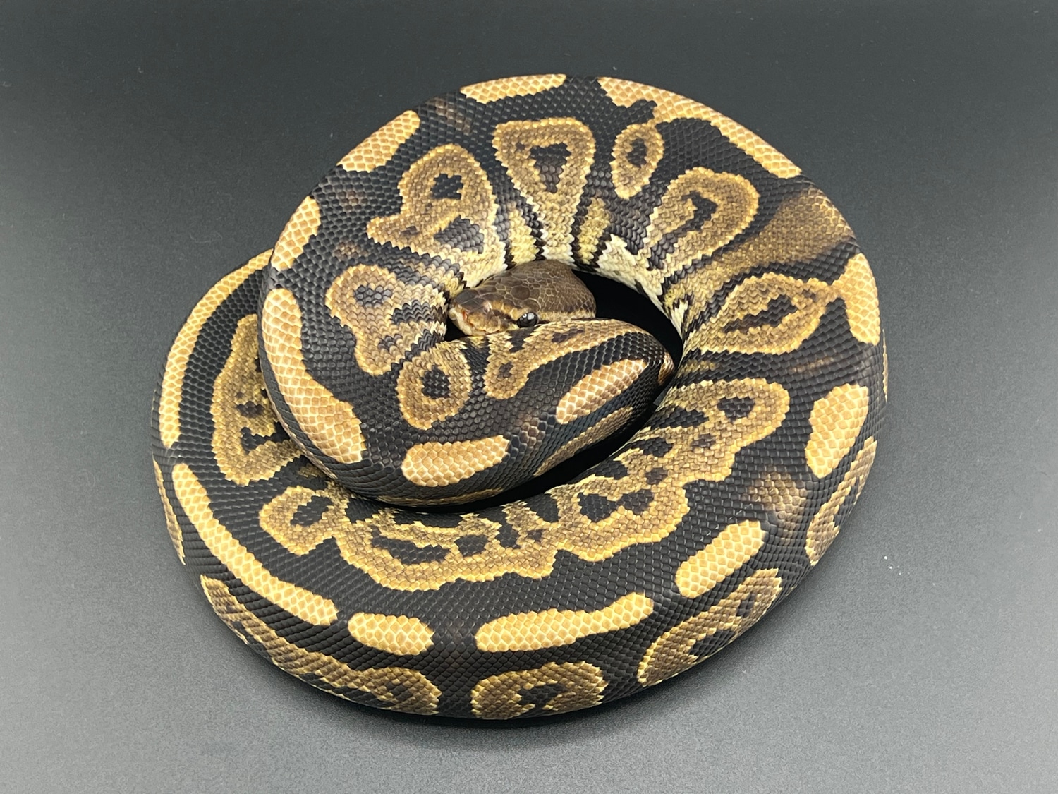Cinnamon Het Pied Ball Python by Schumann & Sons Pythons - MorphMarket