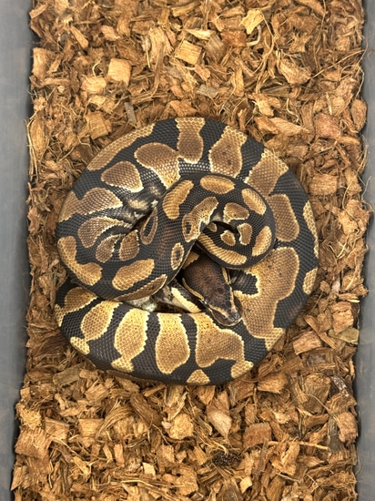 Classic DH Clown & Paint - 🤡 🎨 Ball Python by Schumann & Sons Pythons