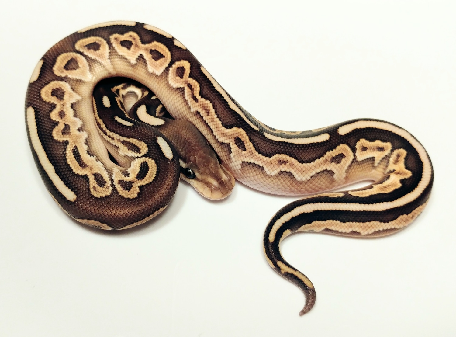 Black Pastel Lesser Ball Python by Pacific Northwest Pythons MorphMarket