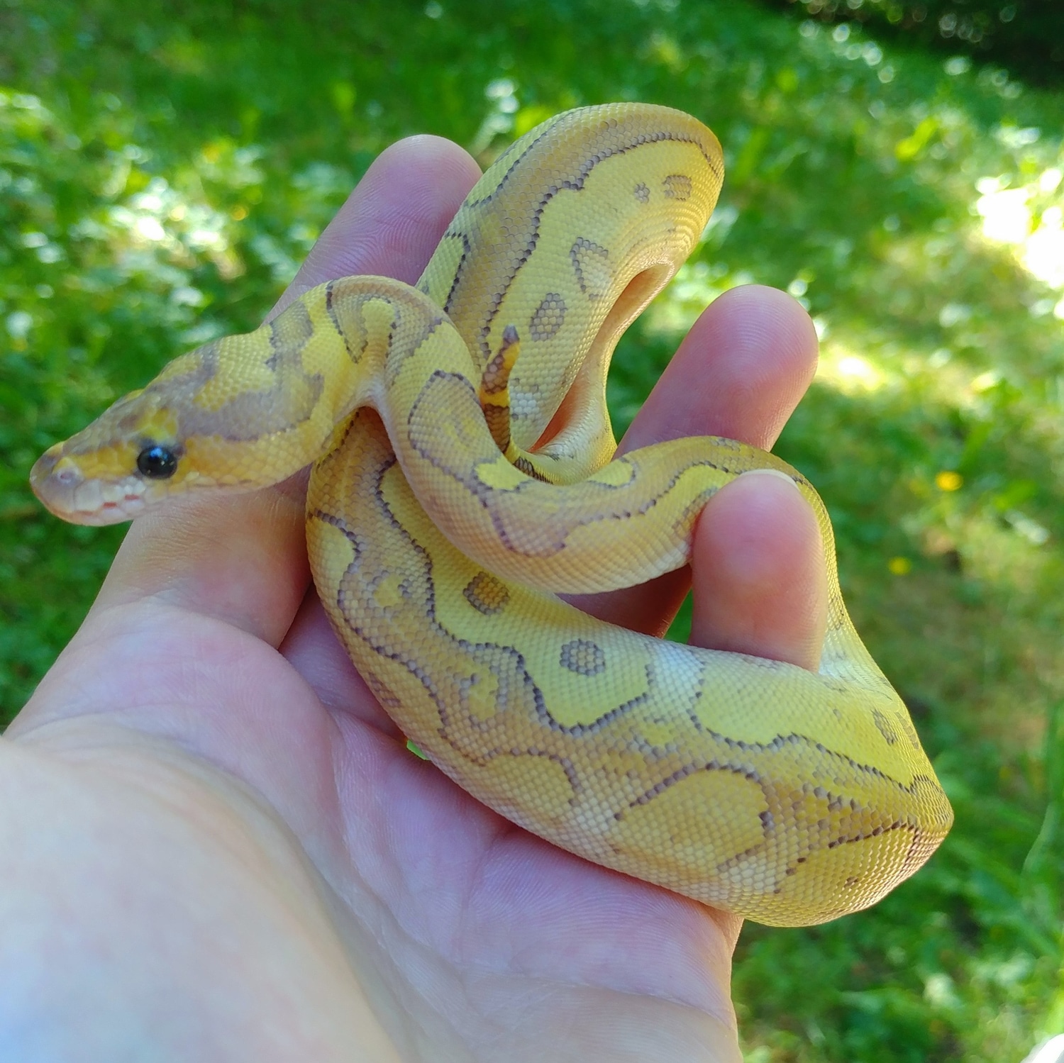 Lesser Fire Clown Ball Python by Pacific Northwest Pythons - MorphMarket
