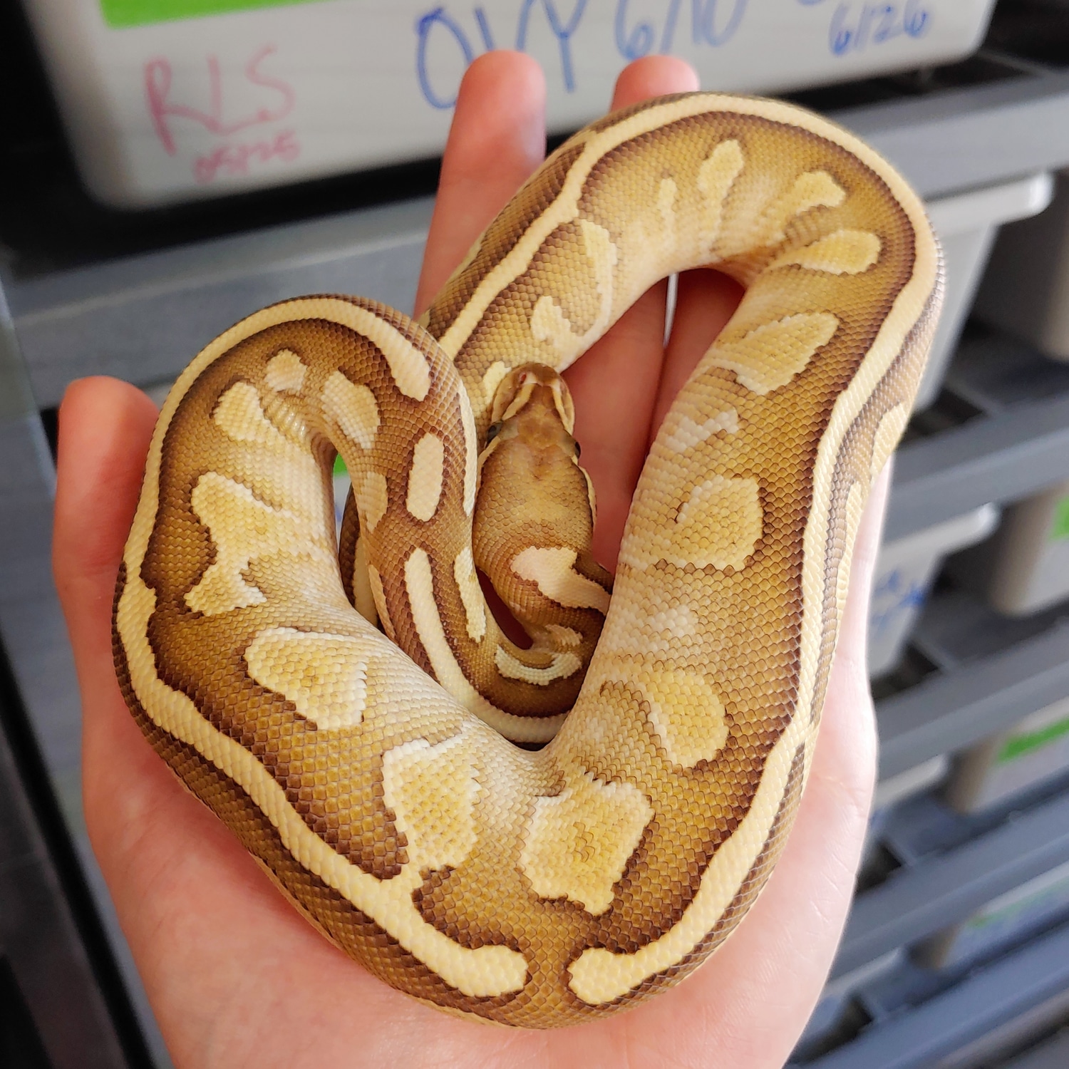 Lesser Fire Granite Het Clown Ball Python by Pacific Northwest Pythons ...