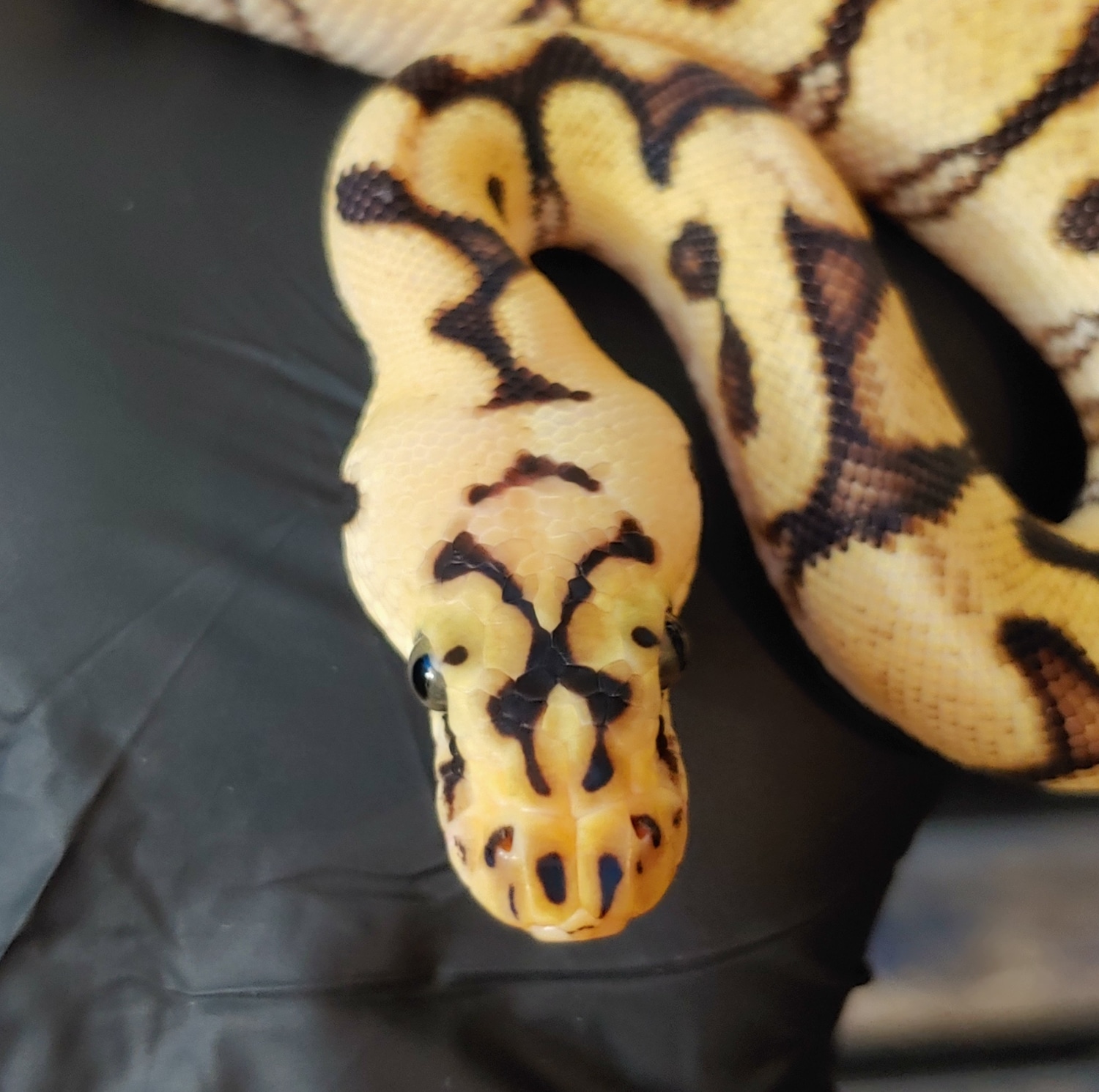 Spotnose Enchi Pastel Clown Ball Python by Pacific Northwest Pythons