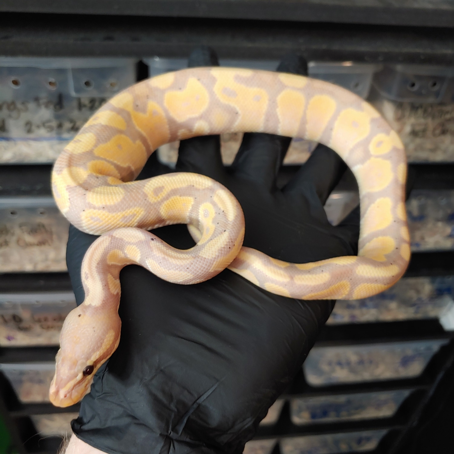 Pastel Coral Glow + Ball Python by Pacific Northwest Pythons - MorphMarket