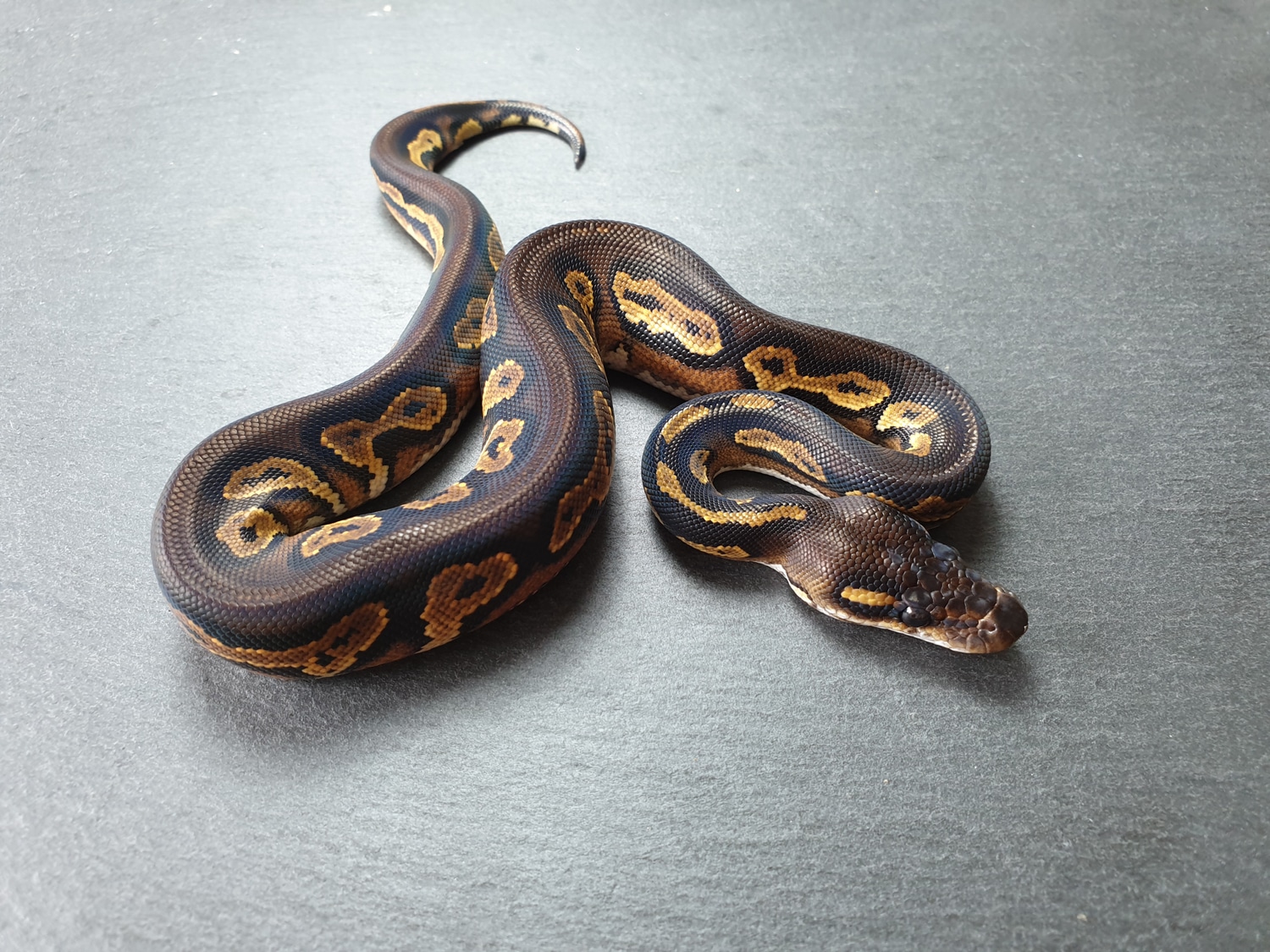 Super Black Head Red And Ringer Gen Ball Python by Schwaben Balls ...