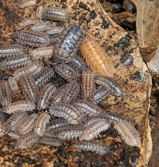 Armadillidium Nasatum ‘Wild Type Mix’ - Isopod 20ct by Iris Scales Reptiles