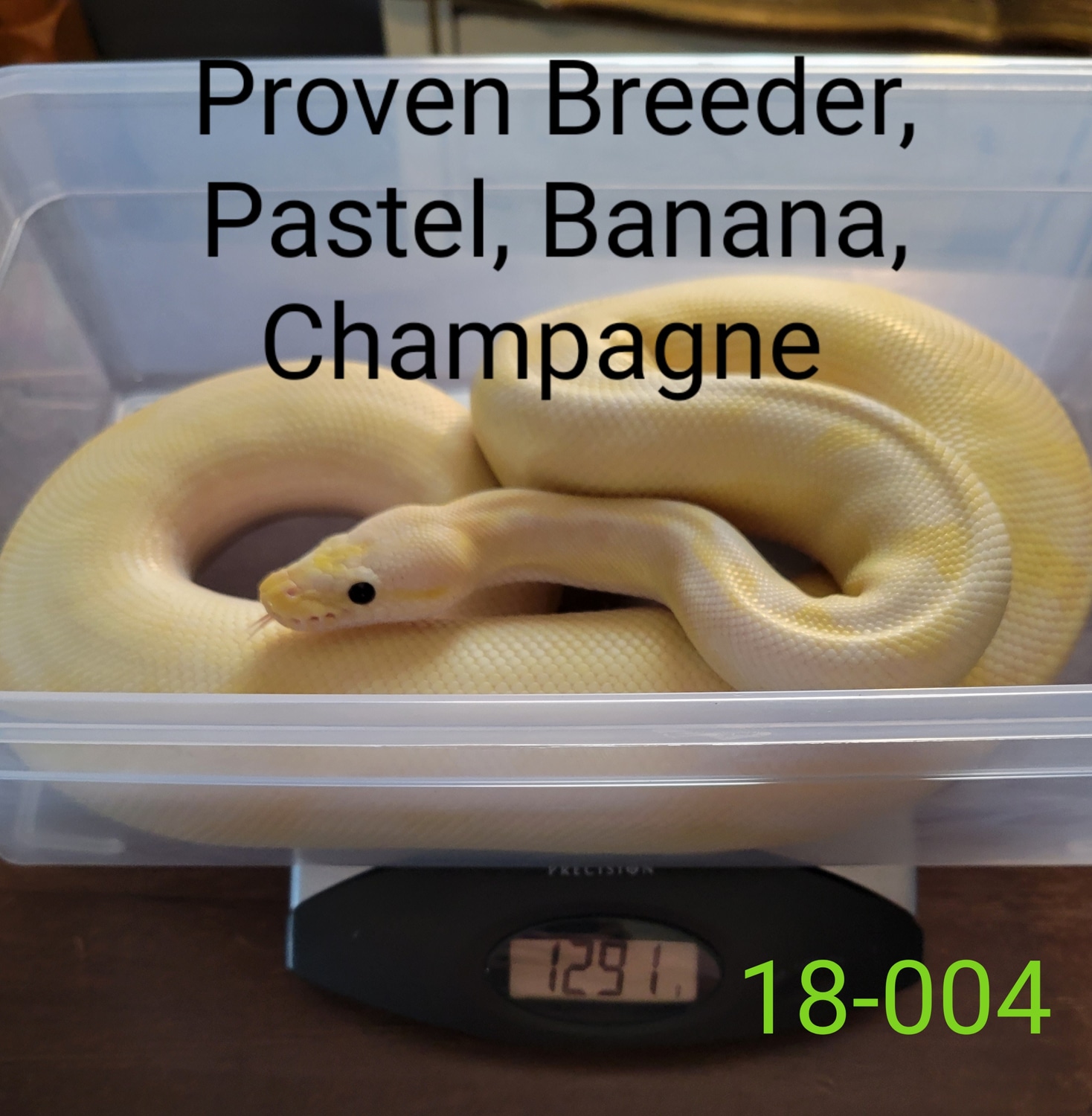 Proven Breeder Pastel Banana Champagne Ball Python by CairnsColonna