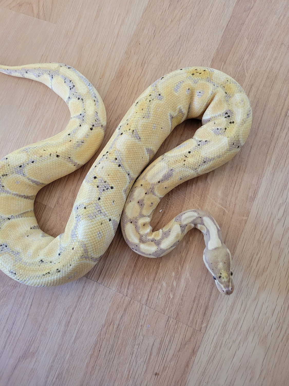 Coral Glow Ball Python by Scorpion Depot - MorphMarket