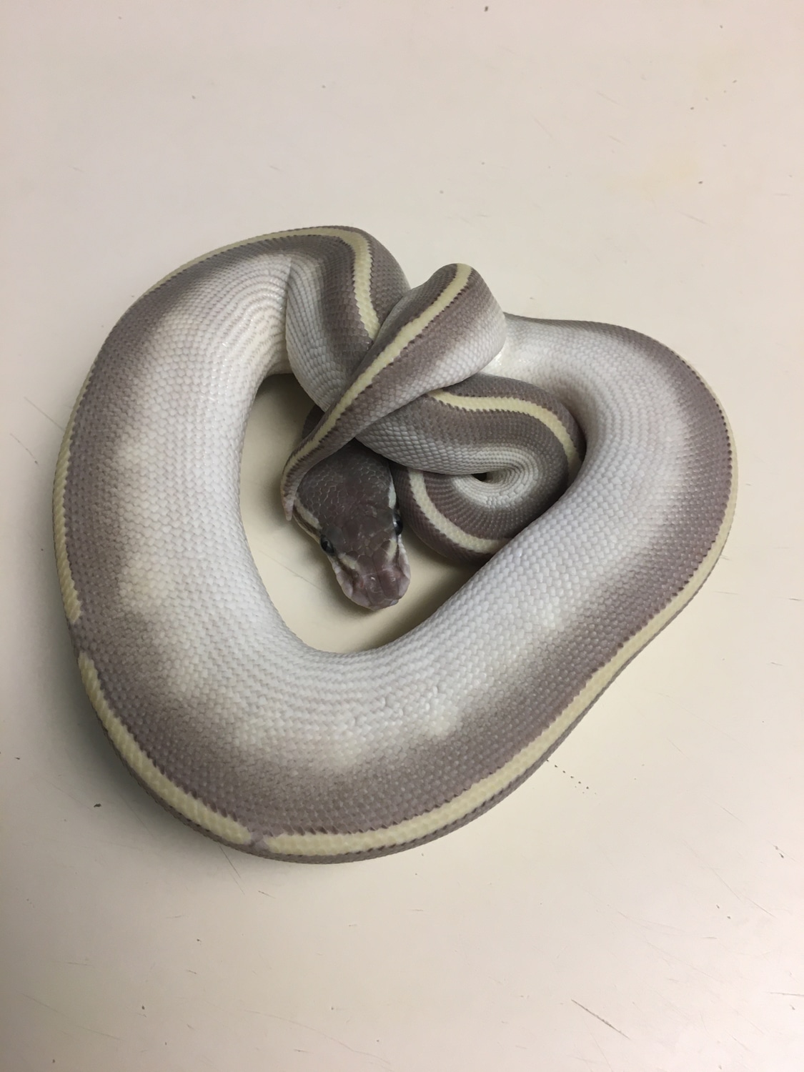 Purple Passion Ball Python by Scott Grassmyer - MorphMarket