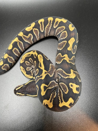 Ghi Phantom Yellow Belly 100% Het Lavender Albino Ball Python by ...