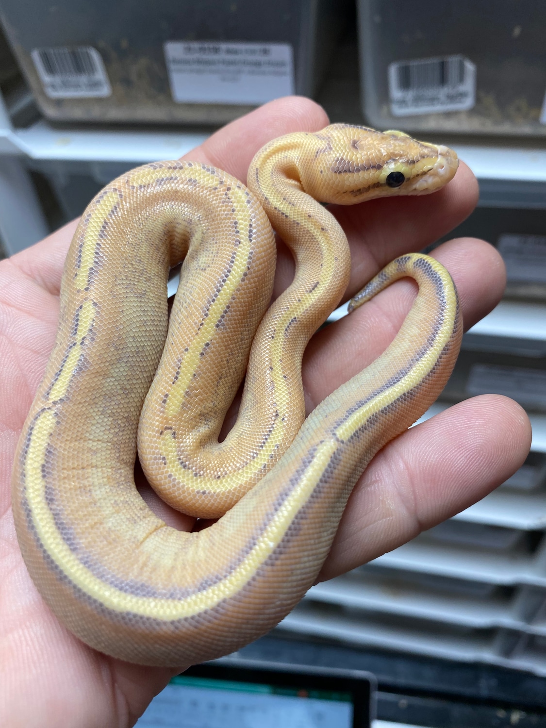 Puma Ball Python by Scott Wilkinson Reptiles - MorphMarket