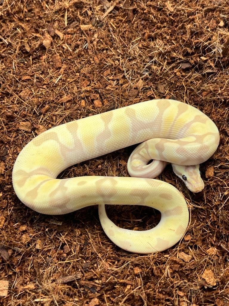 Banana SuperEnchi Pastel Ball Python by Scott Wilkinson Reptiles
