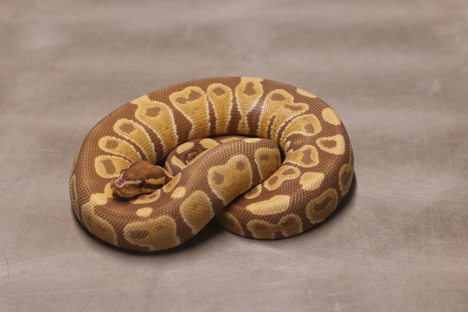 Ultramel Ball Python by Soda City Exotics - MorphMarket