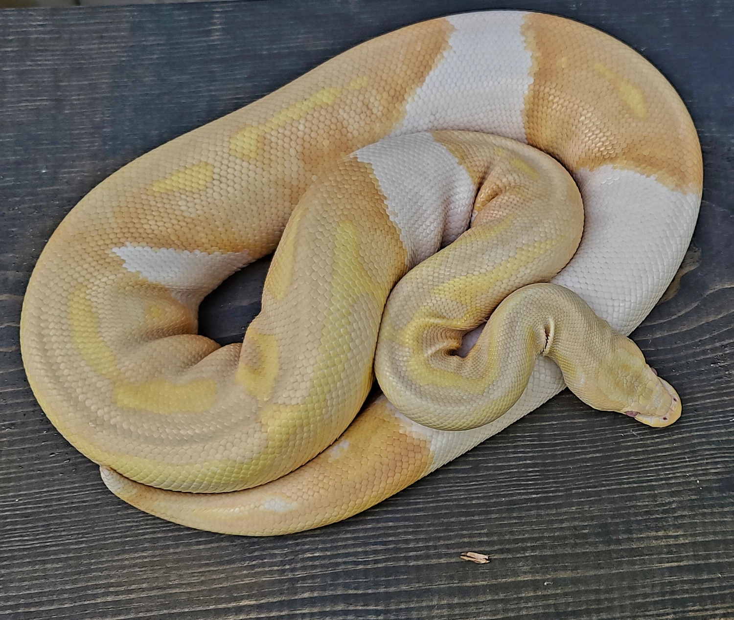 Albino Pied Ball Python by Screw City Reptiles - MorphMarket