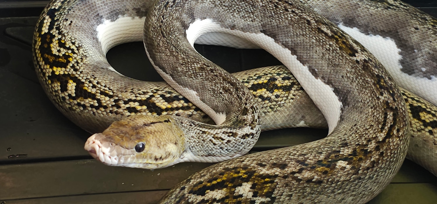 Tiger Pied Reticulated Python by Screw City Reptiles - MorphMarket