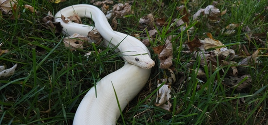 Super Phantom Het Axthrax Pos GC/Tiger Reticulated Python by Screw City ...