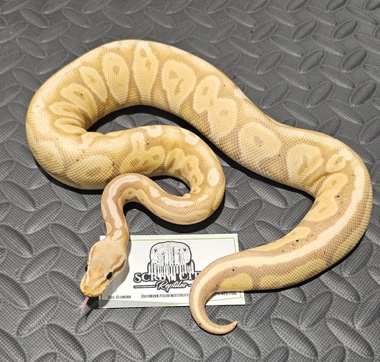 Banana Black Pastel Ball Python by Screw City Reptiles