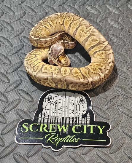 Super Pastel Sunset Ball Python by Screw City Reptiles