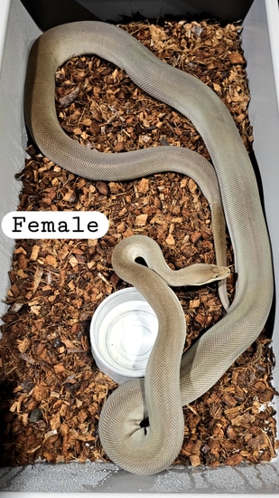 Olive Python by Screw City Reptiles