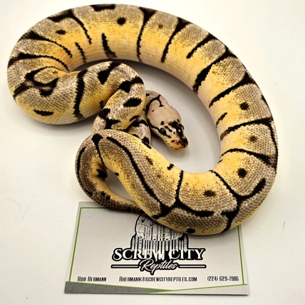 Bumblebee Crypton Het Desert Ghost Ball Python