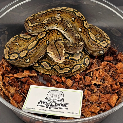 50% Ternate Motley Het Albino Reticulated Python
