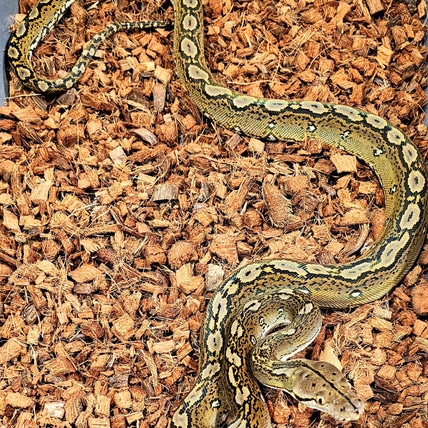 50% Ternate Motley Het Albino Reticulated Python