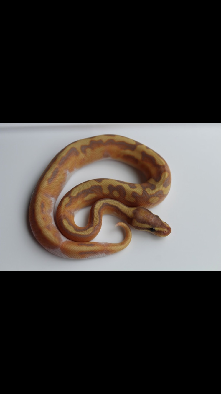 Banana Enchi Pied Ball Python by Tidal Wave Morphs MorphMarket