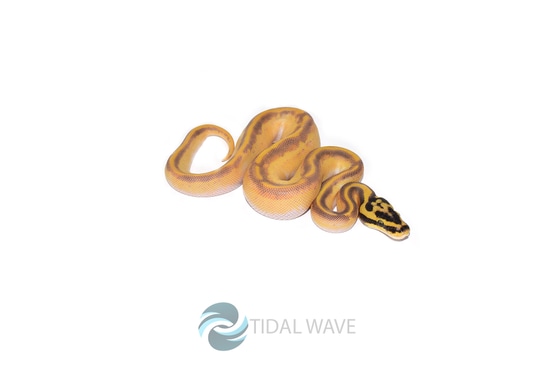 Orange Dream Enchi Freeway Ball Python by Tidal Wave Morphs