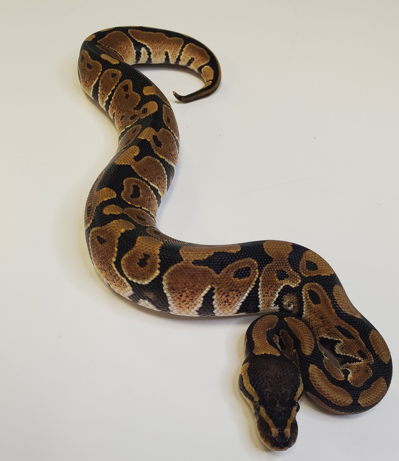 Normal Ball Python by Scaly Things Exotics - MorphMarket