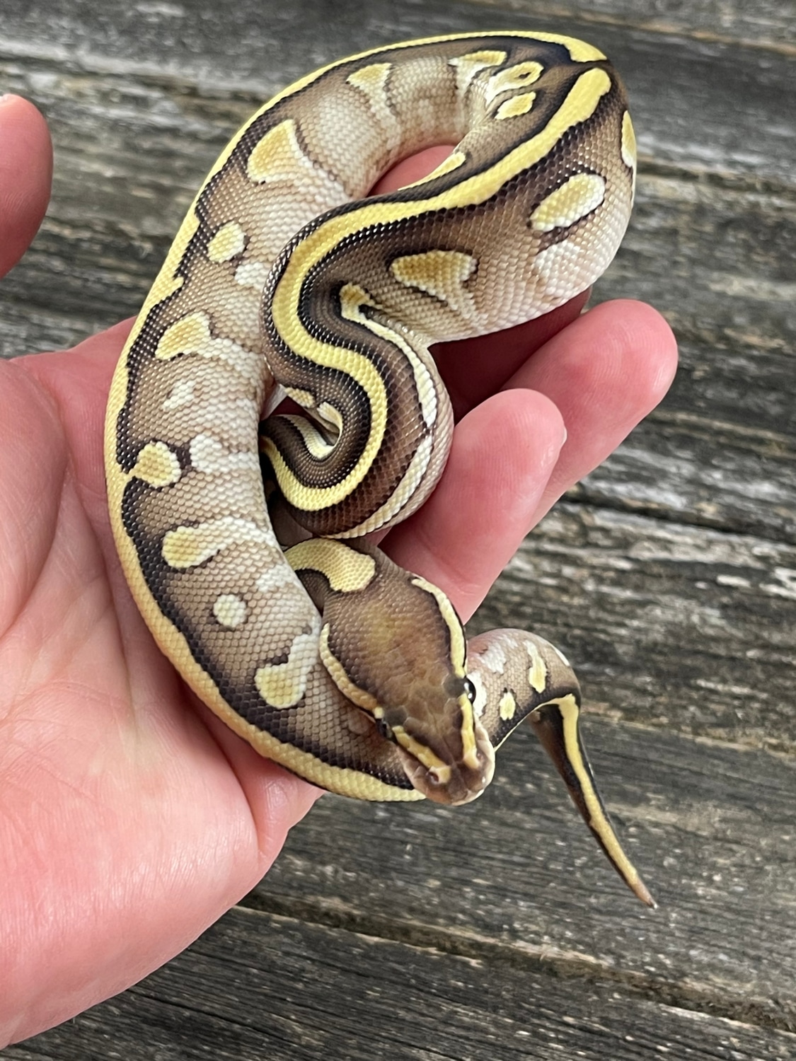 Lesser Dh Clown Pied Ball Python by Odin's Mixology llc - MorphMarket