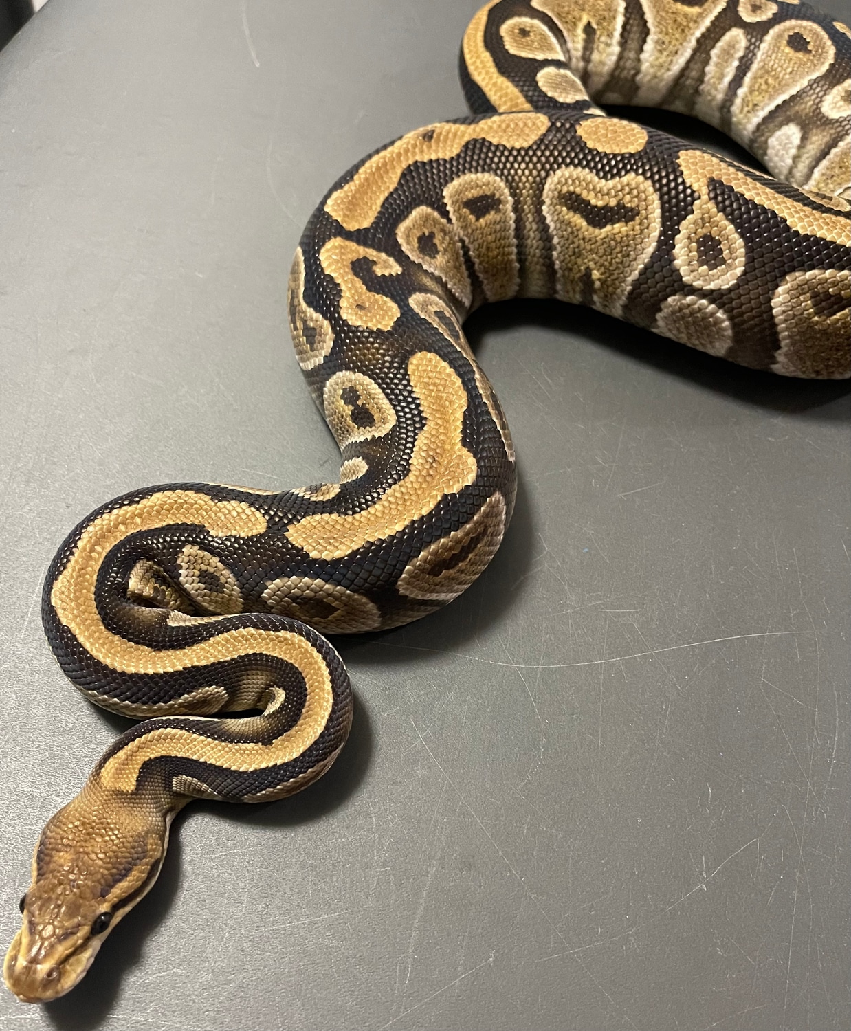 Cypress Ball Python by Odin's Mixology llc - MorphMarket