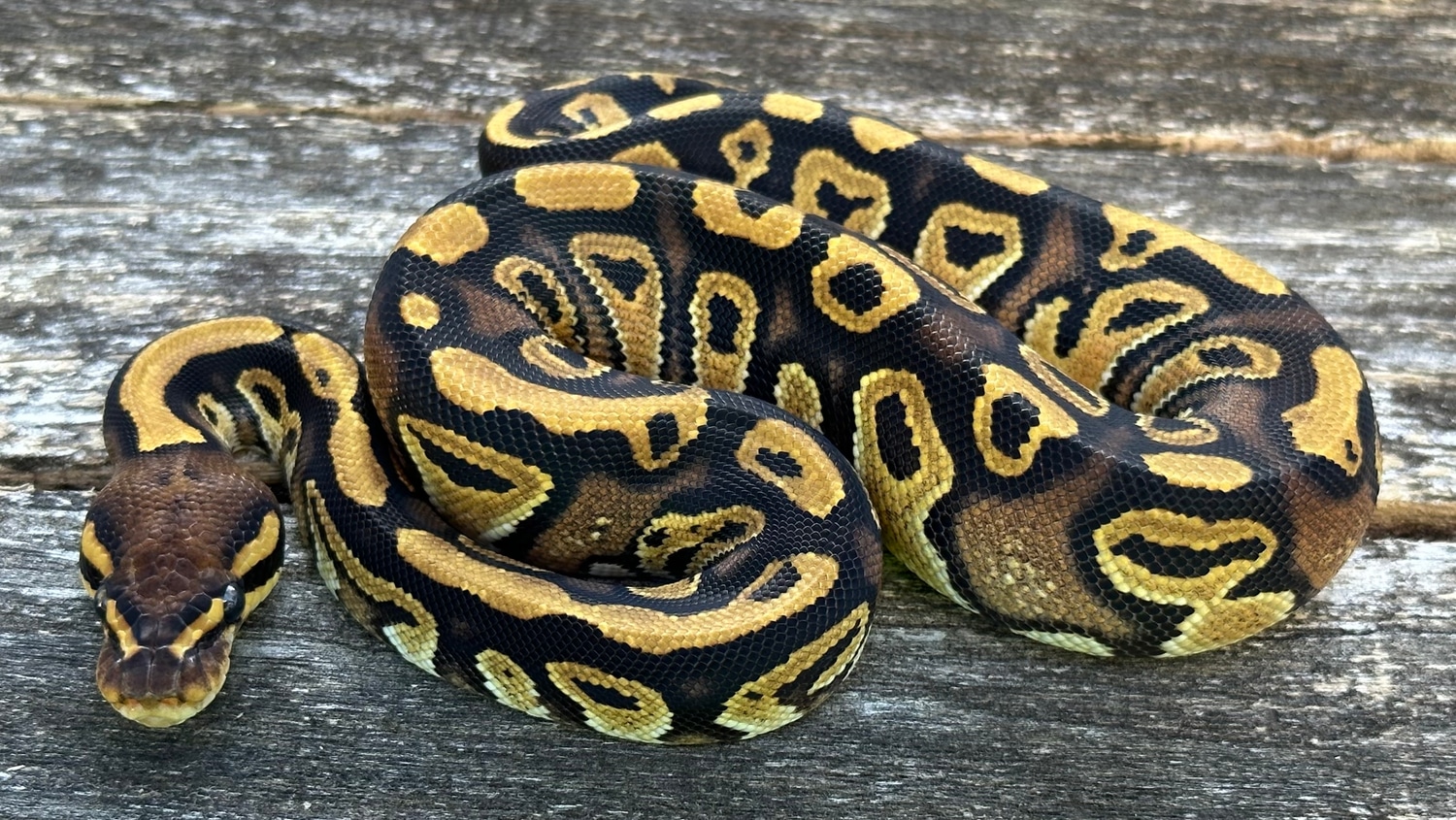 Fire Yellow Belly Het Clown Ball Python by Odin's Mixology llc ...