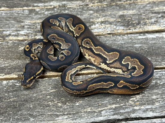 Black Head HRA YB Ball Python by Odin's Mixology llc