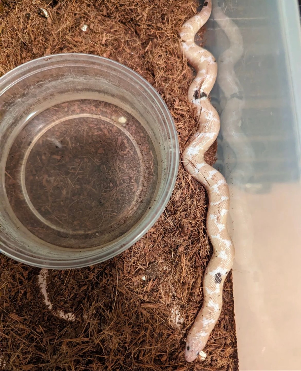 Snow Paradox Kenyan Sand Boa by SD Snakes MorphMarket