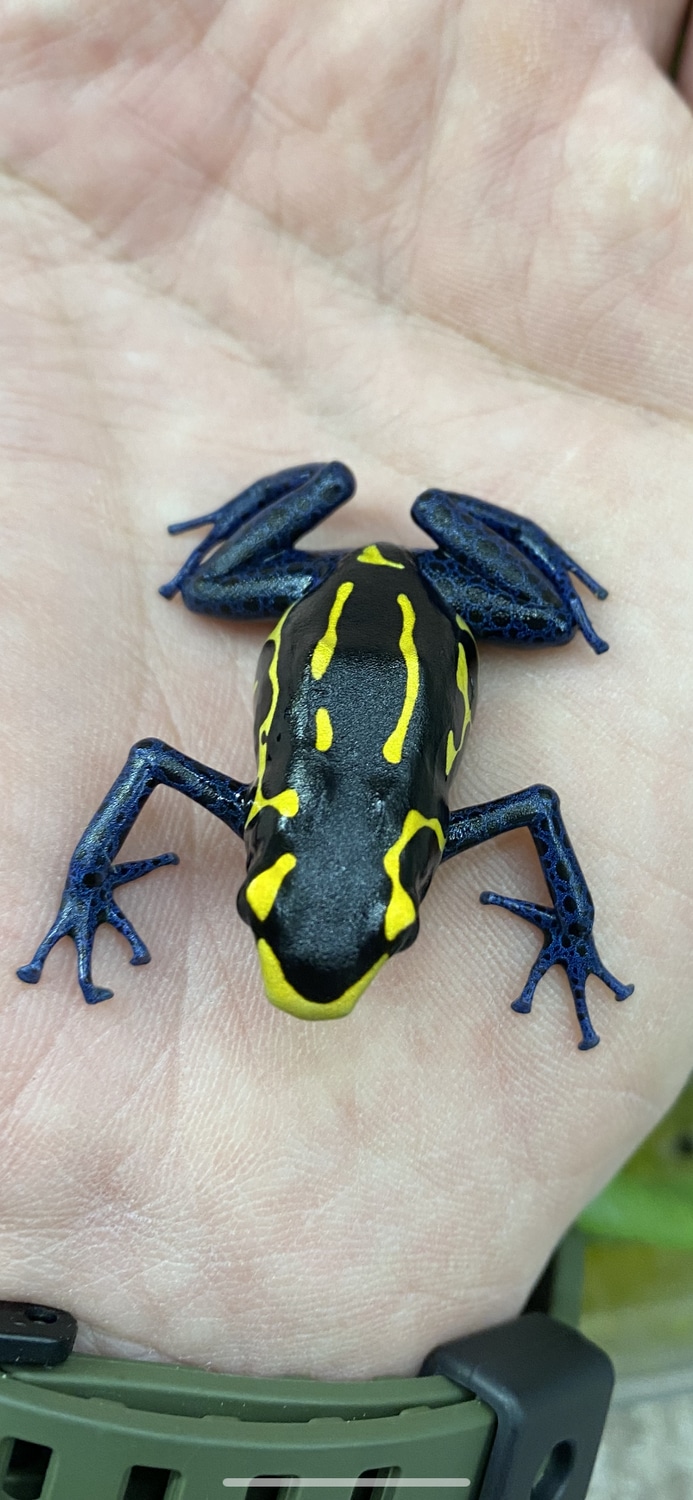 - Bakhuis Dyeing Dart Frog by S.F. Dart Frogs - MorphMarket