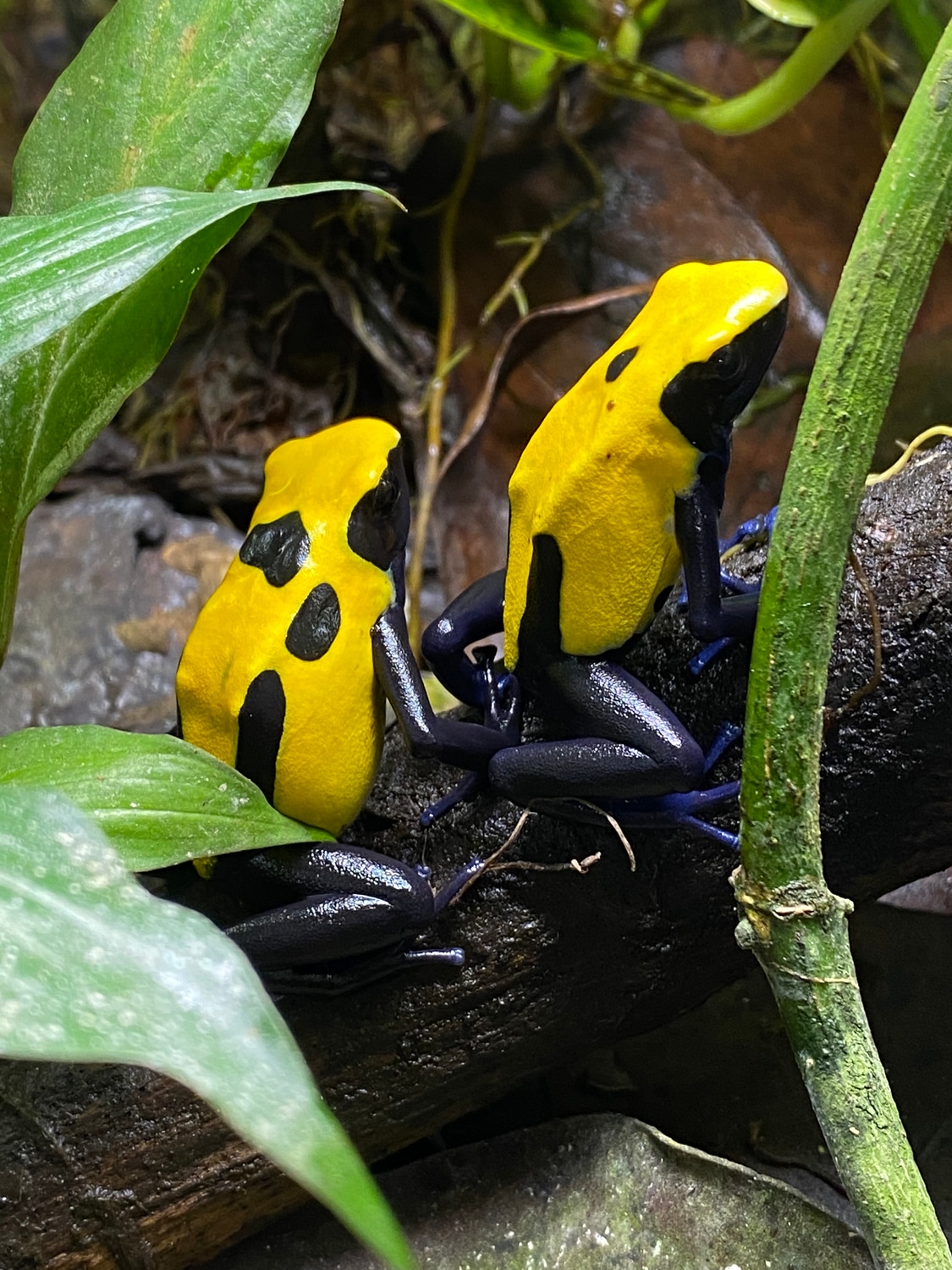  Citronella Dyeing Dart Frog by S.F. Dart Frogs MorphMarket