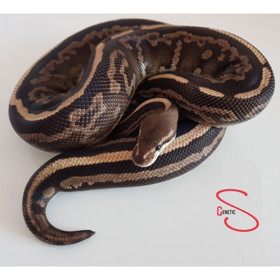 Phantom Leopard Blackpastel Ball Python by GeneticS