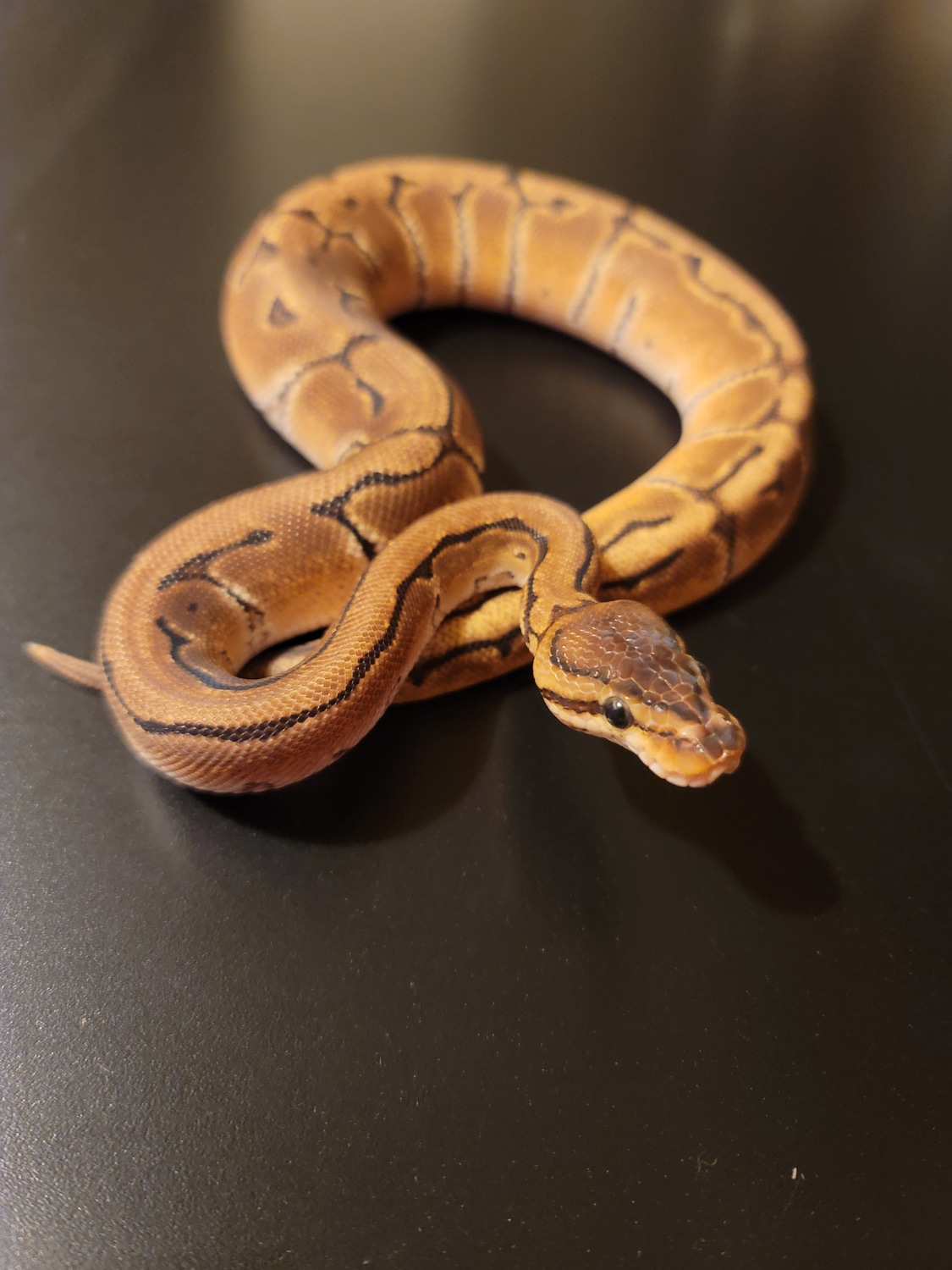 Orange Dream Pinstripe Ball Python by Pure Gold Pythons - MorphMarket